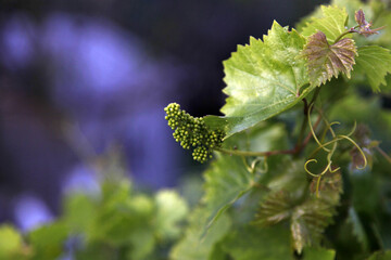 Fruits of wild grapes. The photo of the tree shows how grapes grow and form. The seeds are small. A...