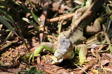 Views of Indian Iguana