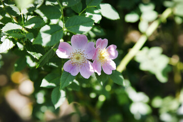 Pink rose blossom with flowers, bush with delicate rose flowers close-up. Background backdrop wallpaper for design