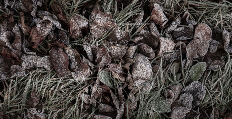 Background from dry leaves and herbs covered with hoarfrost in the early morning.
