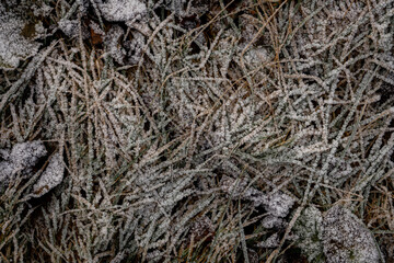 Background from dry leaves and herbs covered with hoarfrost in the early morning.