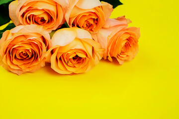 Background for Valentine's Day, March eighth, mother's Day, with pink roses. with space to copy