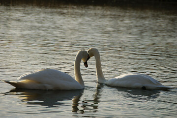 two white swans on the water surface. beautiful bird swims on the river. swan in the lake. close-up, wet bird. nature, habitat. as a symbol of love and fidelity