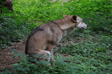 Wolf's scence in Aragana Anna Zoological Park