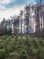 Obraz premium Wiederaufforstung im Mischwald