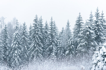 Fototapeta premium Fantastic snow covered spruces on a frosty day, spruce forest in fog and snow