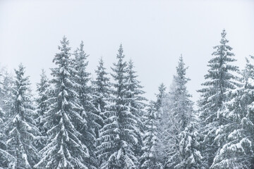 Fantastic snow covered spruces on a frosty day, spruce forest in fog and snow