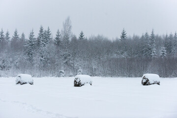 Hay rolls covered with snow and forest in background