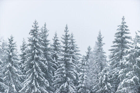Fantastic snow covered spruces on a frosty day, spruce forest in fog and snow © Gatis