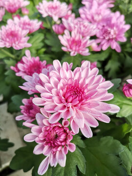 chrysanthemum, chrysanthemum indicum, decorative flower