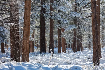 Fototapeten Winter forest © Galyna Andrushko