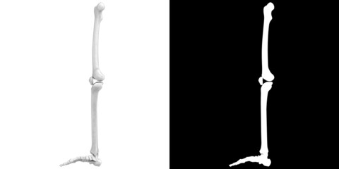 3D rendering illustration of stylized human leg and foot bones anatomy
