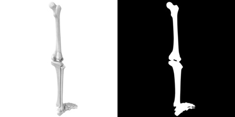 3D rendering illustration of stylized human leg and foot bones anatomy