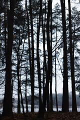 Fototapeta premium Forest in Poland, Olsztyn Redykajny