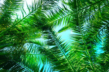 Green palm tree leaves on blue sky background.