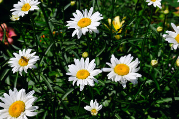 White garden chamomile and bright sunny day.