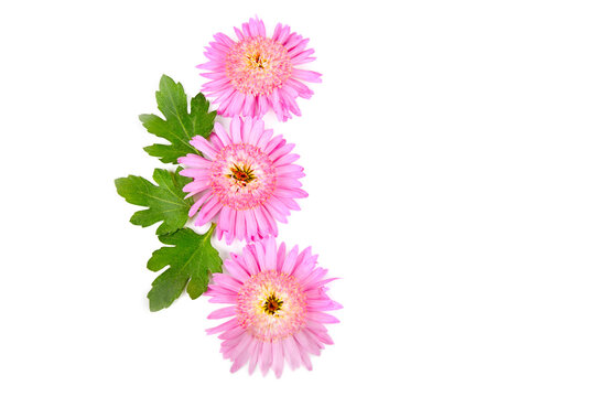 Pink chrysanthemum flowers isolated on white . Free space for text.