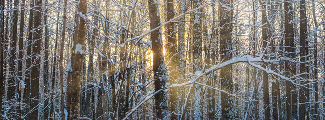 Beautiful panoramic scenery with winter forest and sun. Winter landscape with snowy trees