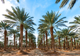Fototapeta na wymiar Plantation of date palms intended for healthy food production. Agriculture of dates is rapidly developing industry in desert areas of the Middle East