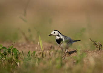 White wagtail feeding at Buri farm, Bahrain