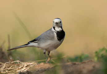 White wagtail at Buri farm, Bahrain