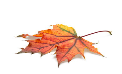 Single autumn maple leaf on white background with shadows, clipping path  for isolation without shadows on white