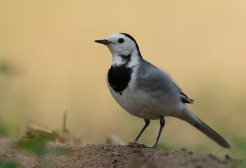 White wagtail at Buri farm, Bahrain