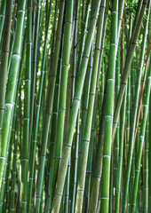 bamboo forest background