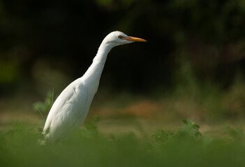 Cattle Egret feeding at Buri farm, Bahrain