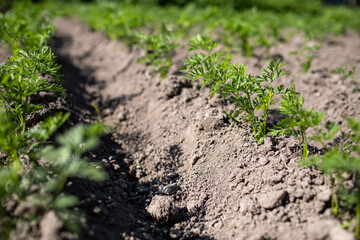 young green leaves of growing carrot. Carrots growing in the beds in the farmers field, carrots sticking out above the ground, vegetables planted in rows. Organic agriculture, farming concept