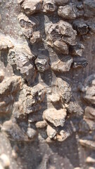 Texture for background, bark of trees. Old wood texture.