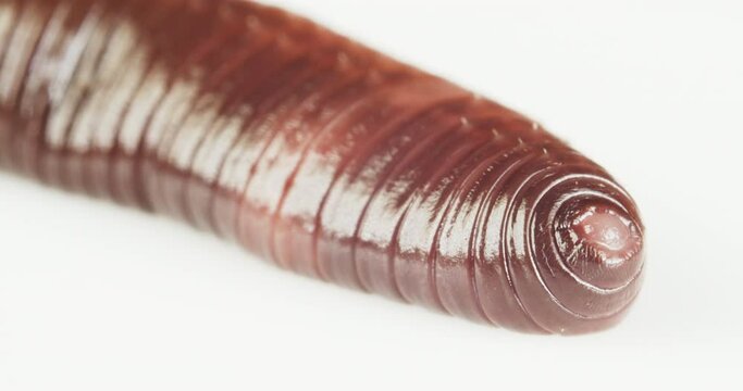 European nightcrawler earthworm, isolated on white, head moving around.