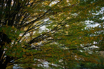En plein Automne !