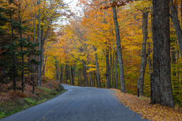 Obraz premium Quiet road in autumn forest