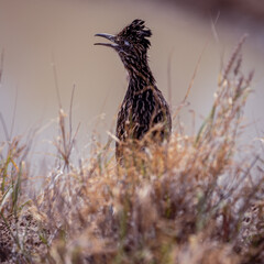 Greater Roadrunner, Big bend national park, Texas