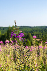Ivan-broad-leaved tea, flower