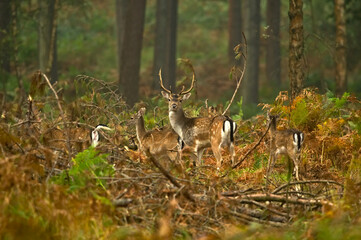 European Fallow Deer (Dama dama) herd on a morning