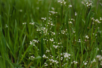 grass with dew drops