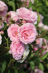 A lot of small pink roses blooming on the one bush