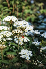 Red ladybug creeps on a white spirea flowers