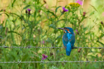 Kingfisher (Alcedo atthis) back profile