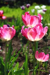 Fototapeta premium Pink parrot tulips glowing in the sunlight