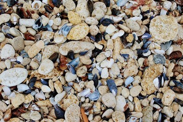 Horizontal photo of blue and brown mussels and yellow stones  on the seacoast