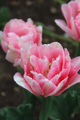 Pink foxtrot tulips blooming in the garden on the nasty day