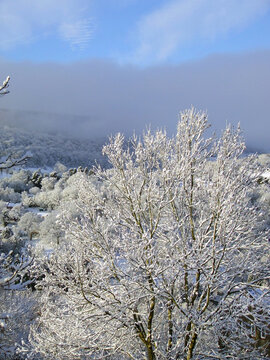 Scenic snow-covered trees near Pontypool in the Welsh Valleys of Torfaen, Wales, UK