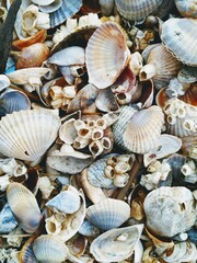 Top down view of river mussels in blue, brown and white colours