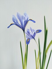 Two wild lilac irises on the white background
