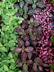 Fototapeta premium Vertical rows of pink and green fittonias growing in the flower pots