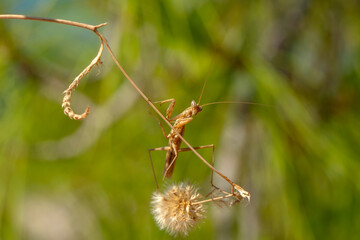 Close up of pair of Beautiful European mantis ( Mantis religiosa ).