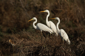 Great Egrets perched on grass mound at Asker marsh, Bahrain